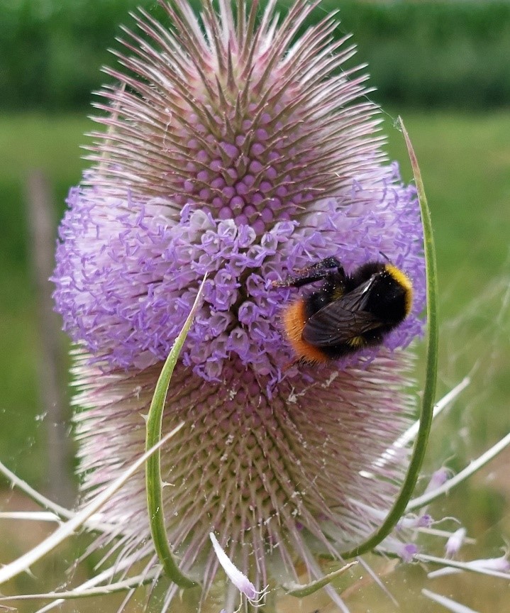 Karde mit Hummel