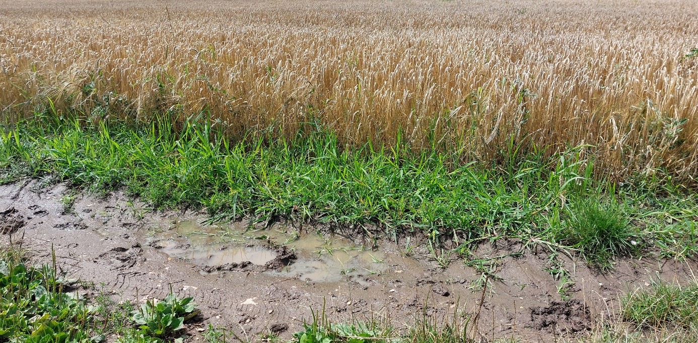 schlammiger Feldweg mit Pfütze