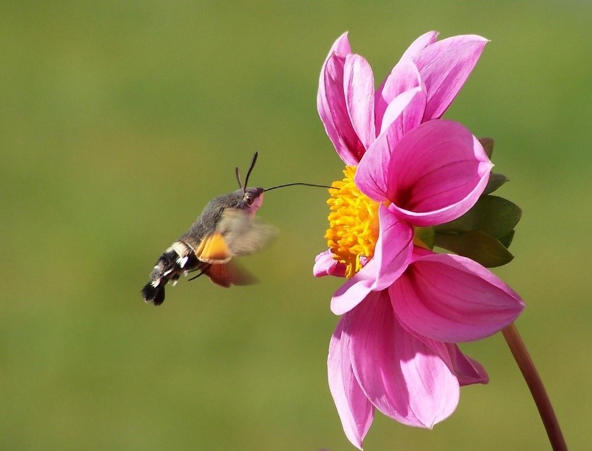Taubenschwänzchen an Blume