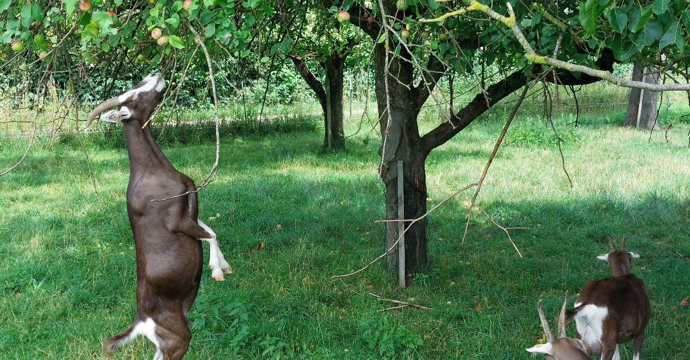 Ziegen knabbern am Baum