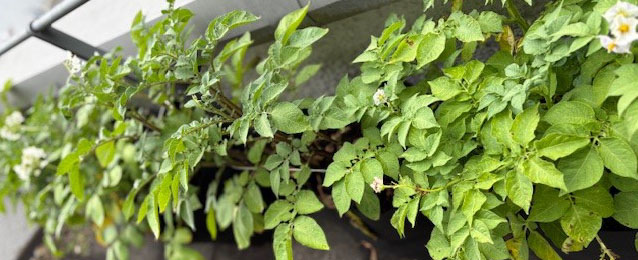 5 blühende Kartoffelsorten