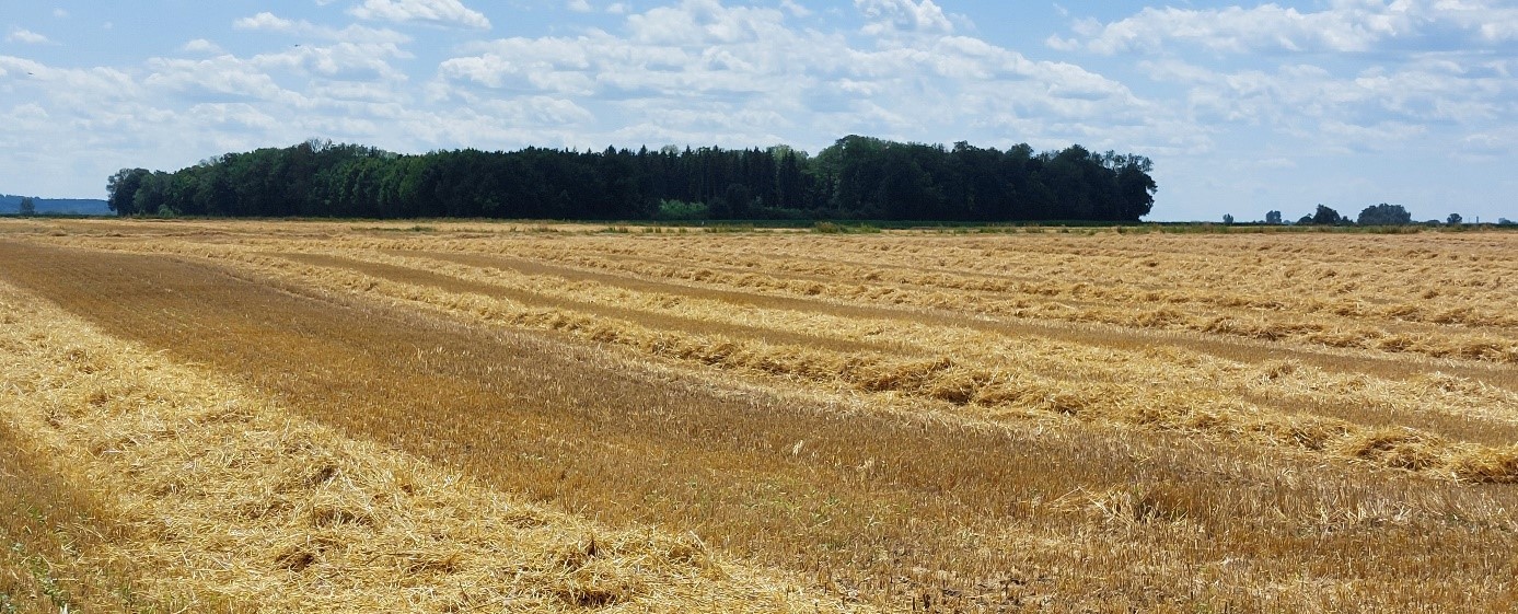 gemähtes Feld
