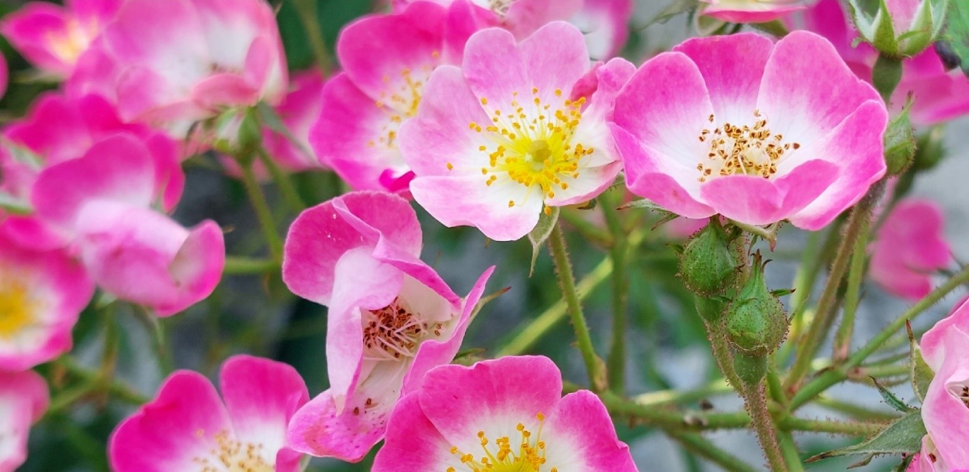 rosa blühende Rosen