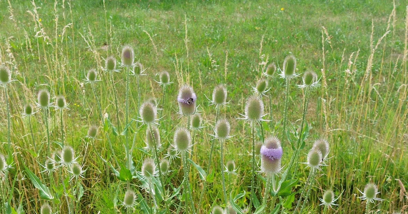 viele Karden am Wegesrand