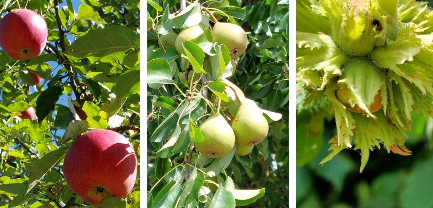 Collage Äpfel Birnen Nüsse