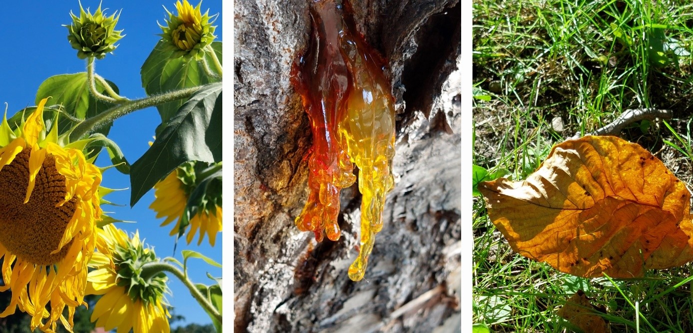 Collage Sonnenblume Harz Blatt
