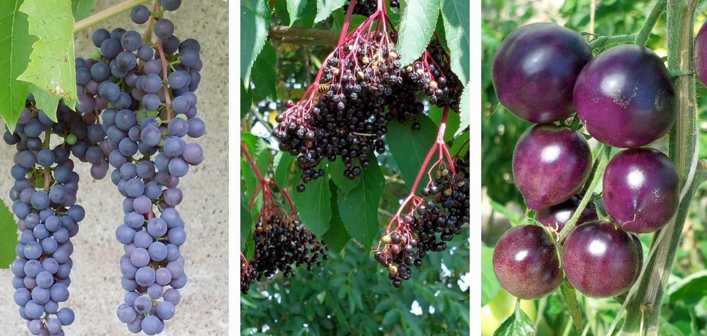 Collage Trauben Hollunder Tomaten