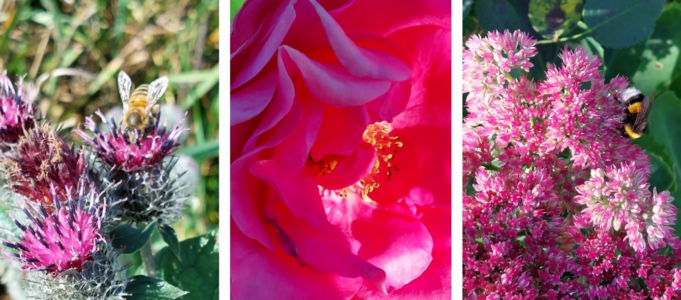 Collage purpur Rose Fetthenne Distel