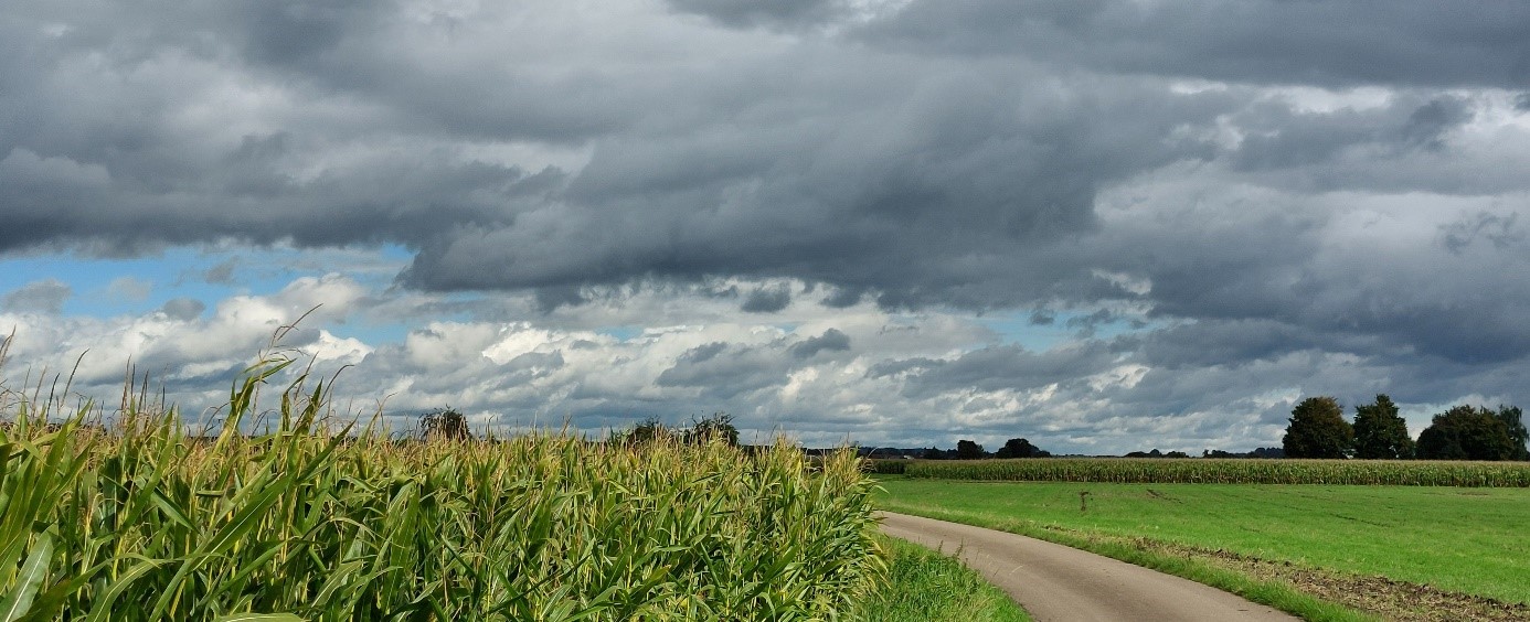 Feld mit Wolkenwalze
