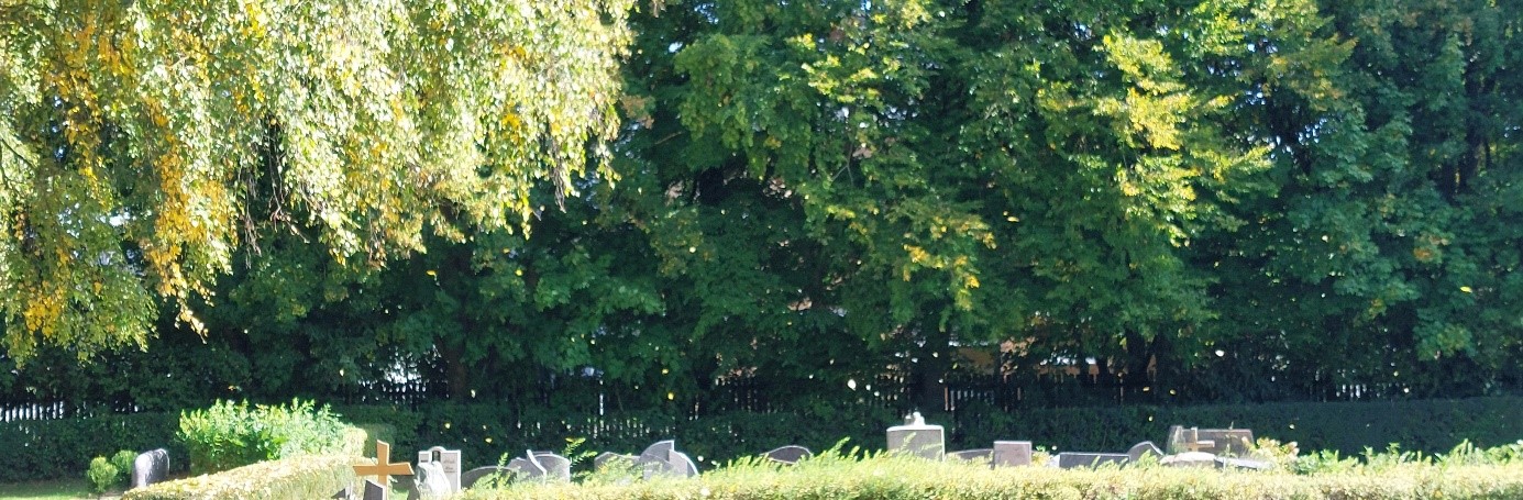 Goldregen Birkenblätter mit Grabsteine