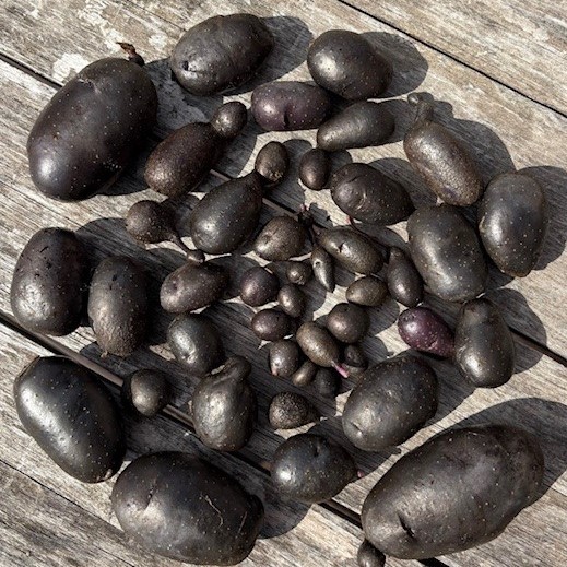 geerntete Kartoffeln Violette im Kreis ausgelegt