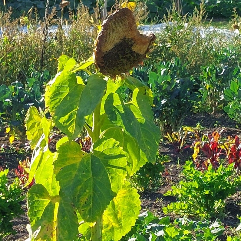 Sonnenblume verwelkt
