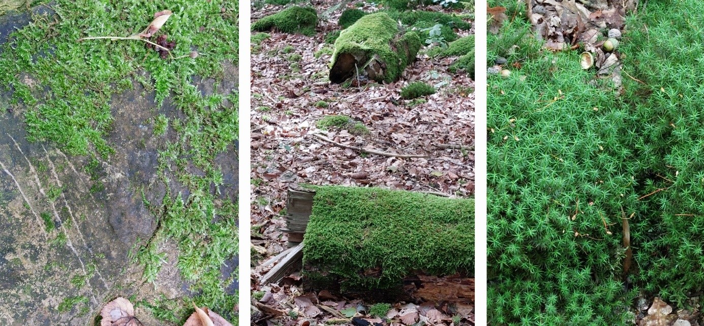 Steine Holz von Moos überwuchtert
