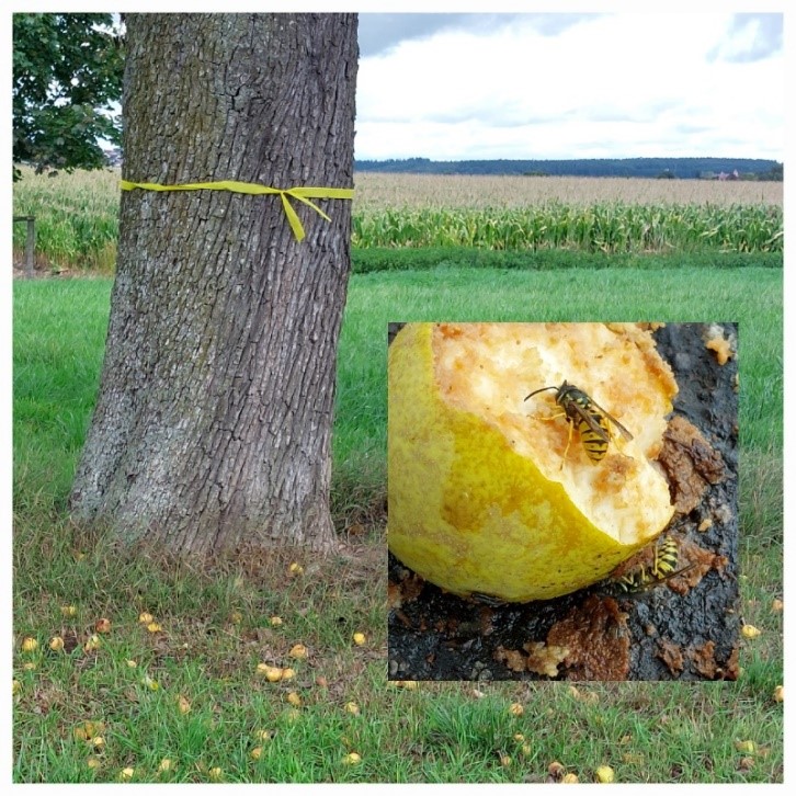 Gelbes Band am Baum