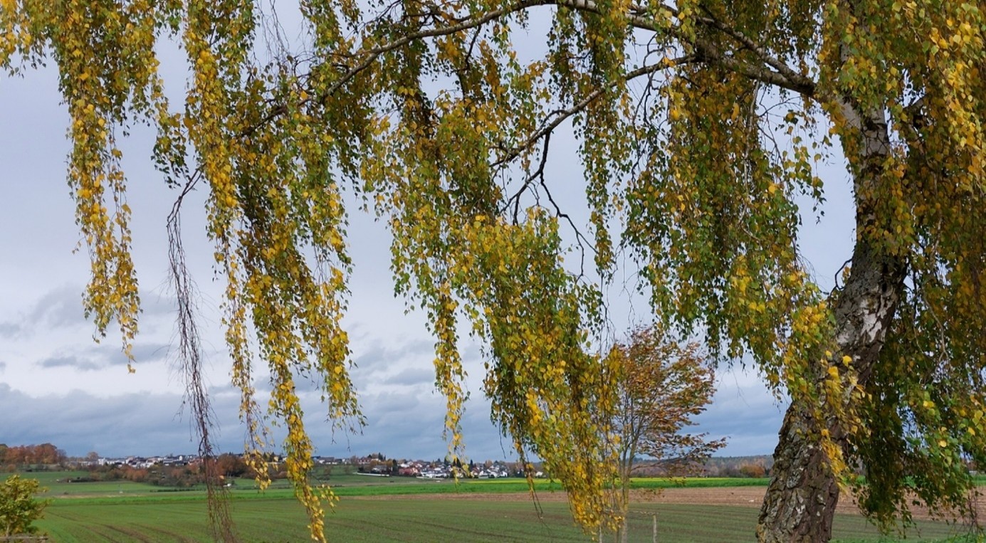Birke Feld viele Häuser im Hintergrund