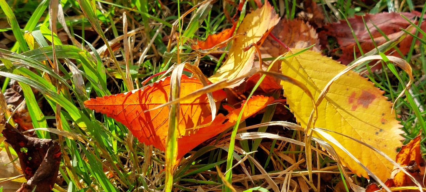 bunte Blätter orange rot braun im Gras