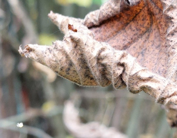 vertrocknetes Blatt mit Spinne