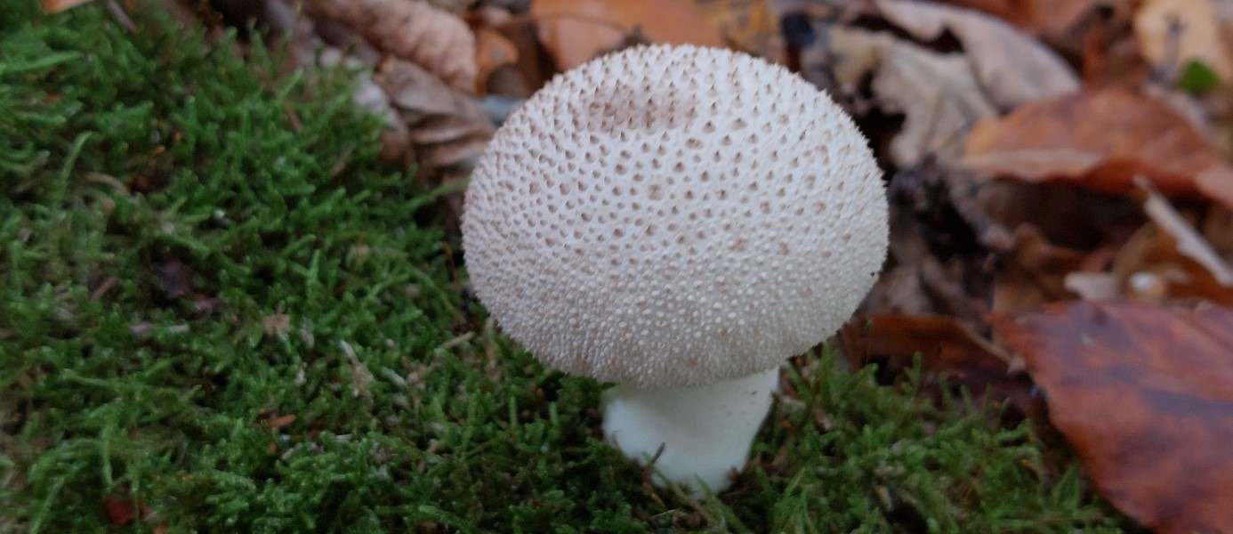 weißer Pilz mit Stacheln Bovist