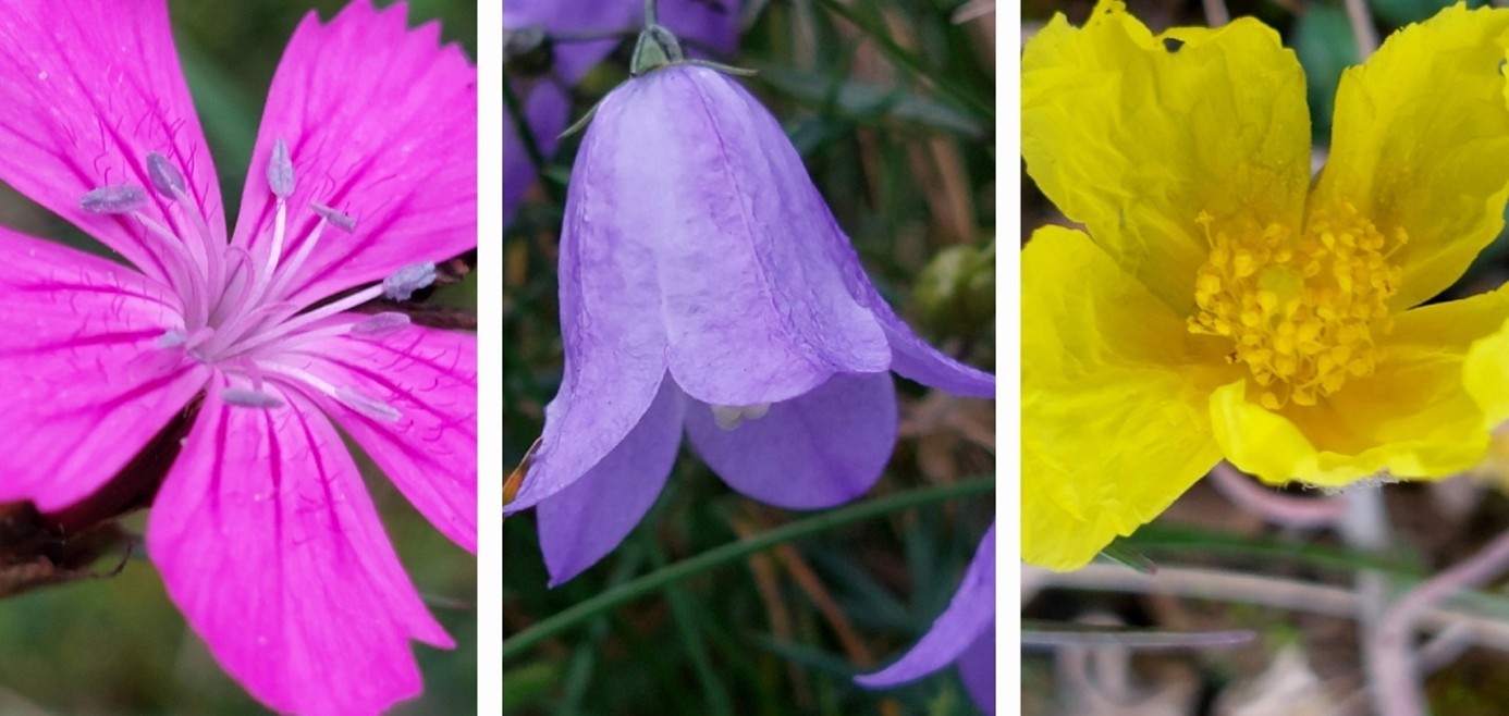 Bunte Glockenblumen