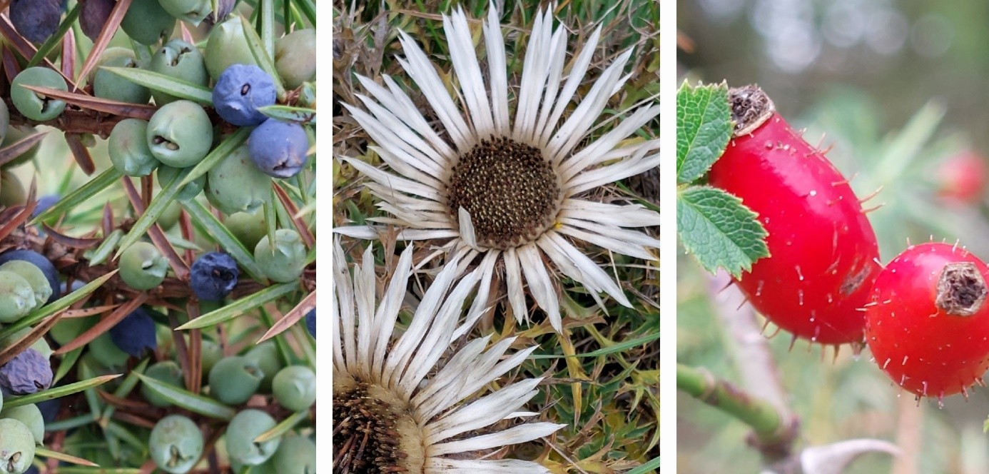 Wacholderbeeren Hagebutte Silberdistel