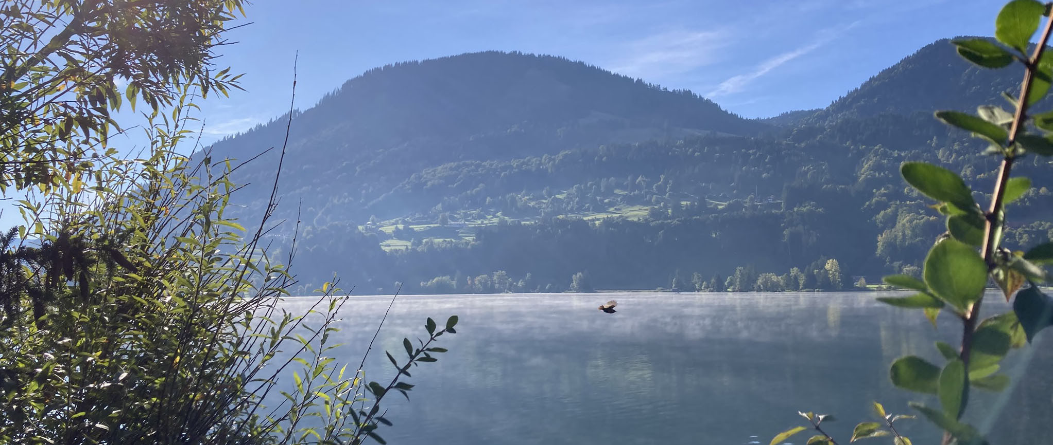 Vogel fliegt über Alpsee