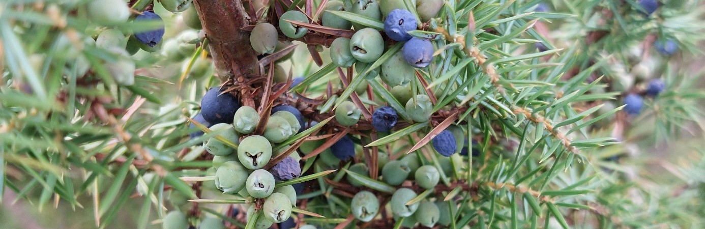 reife und unreife Wacholderbeeren Zweig