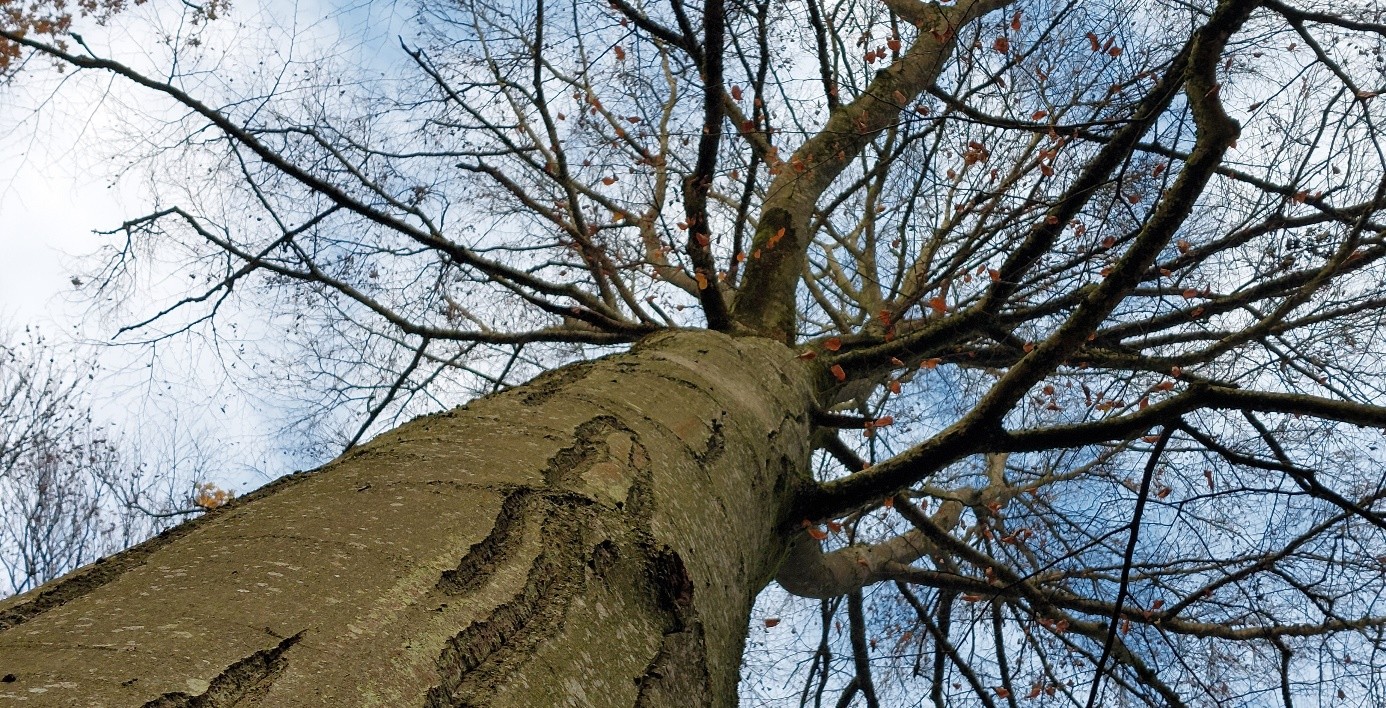 kahler großer Baum Buche