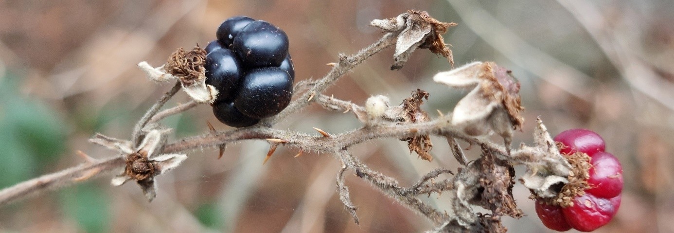 Brombeere schwarz und rot mit verdorrtem Zweig