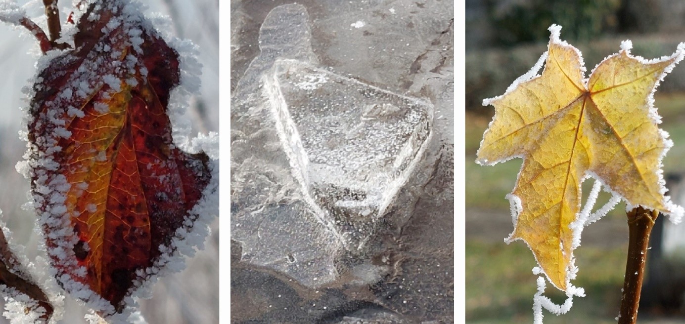 Collage Eis gefrorene Blätter