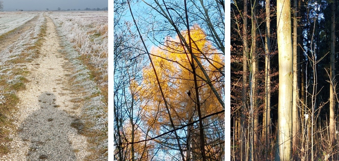 Collage Feldweg mit Raureif, goldene Lärche, grüne Stämme