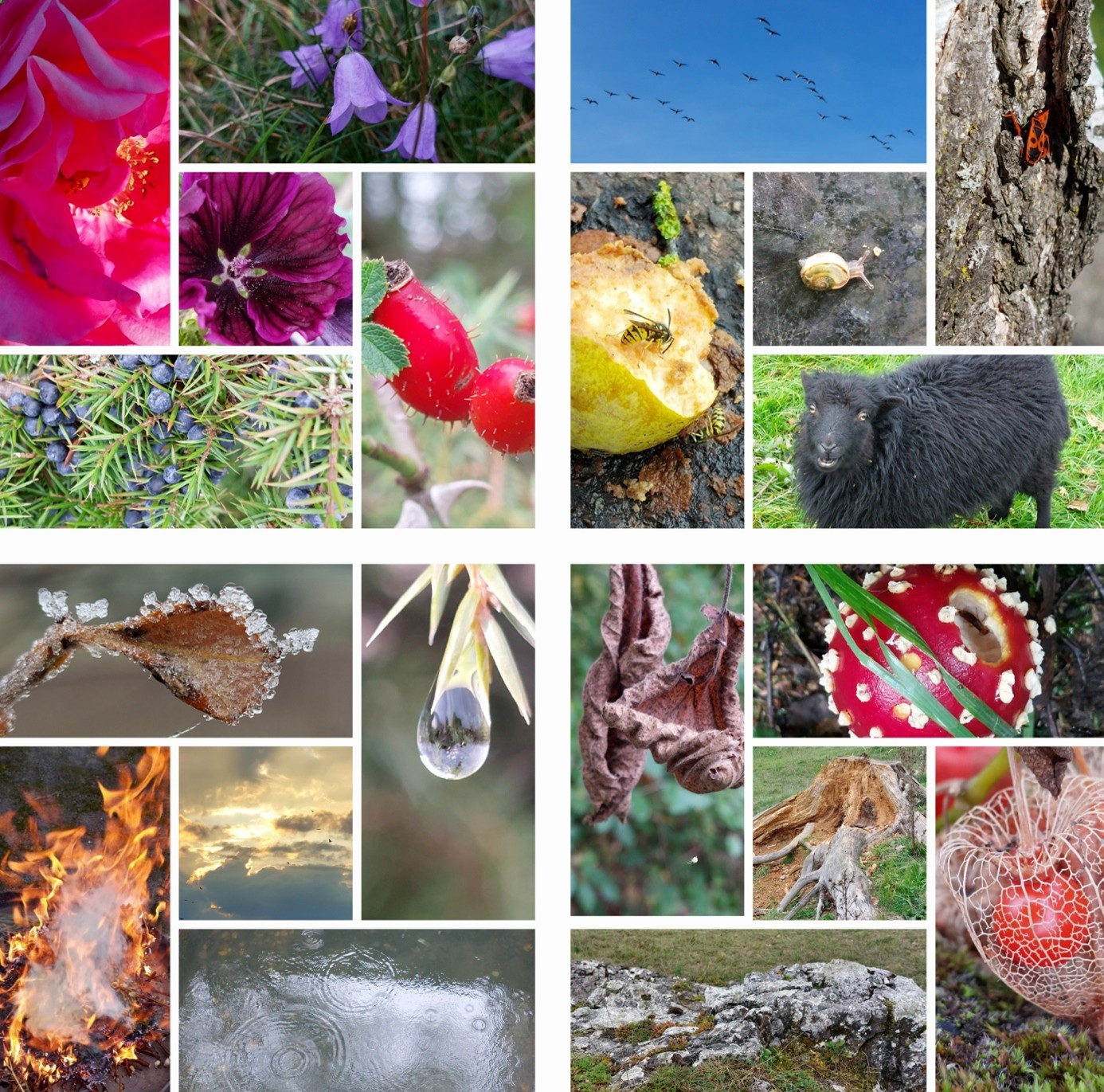 Fotocolage viele Bilder Blume Biene Schaaf Planze Feuer Himmel