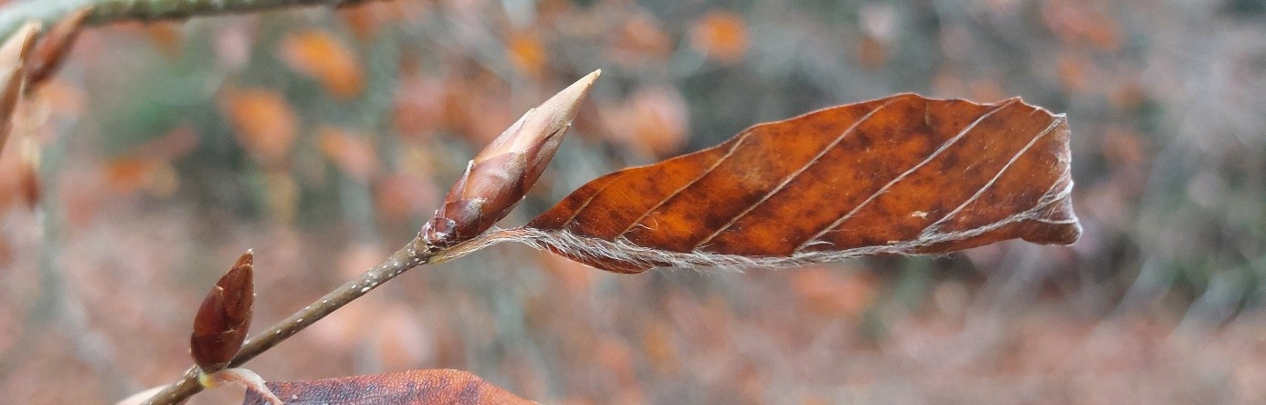Knospen am Zweig mit verdorrtem Blatt