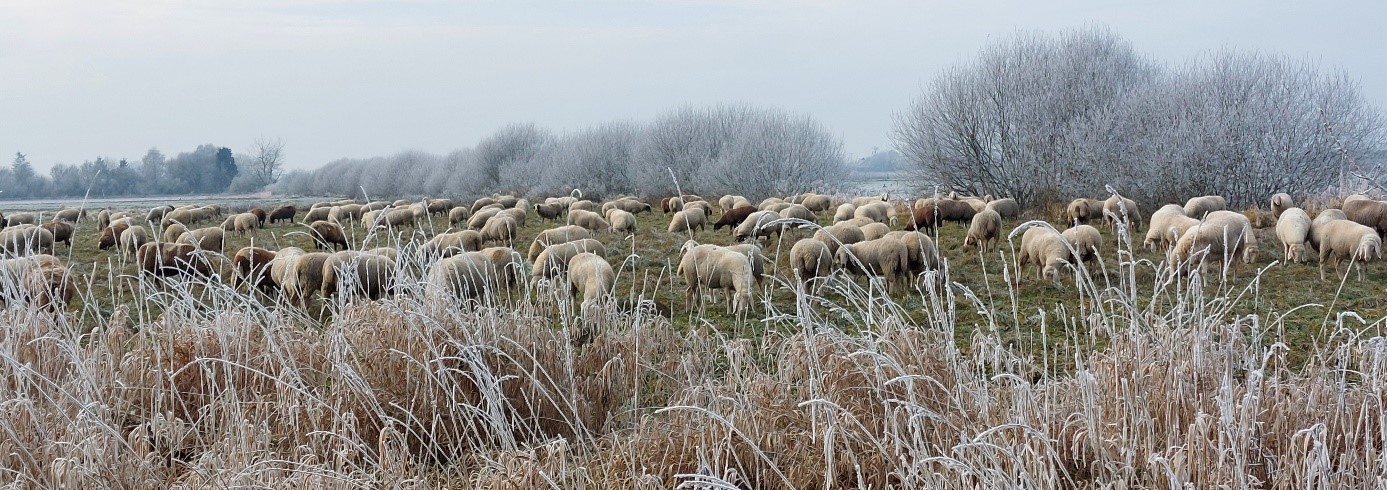 Schafherde auf gefrorener Weide