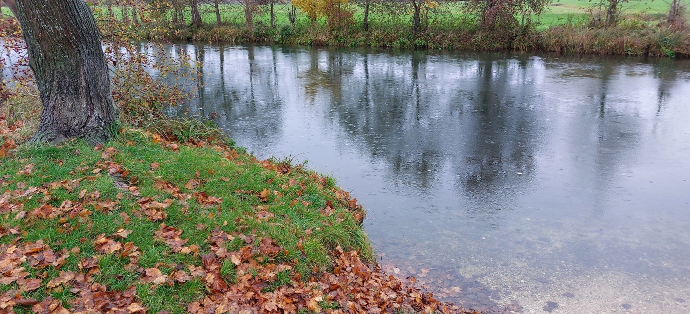 Seeufer mit Wiese braune Blätter und Baum