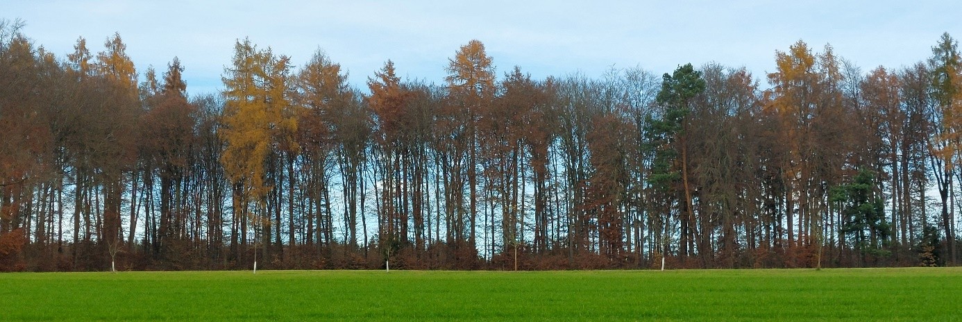 Wald im Herbst mit grüner Wiese