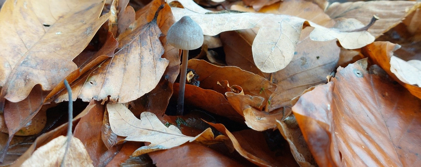 kleiner Pilz in Mitten von vertrockneten Blätter