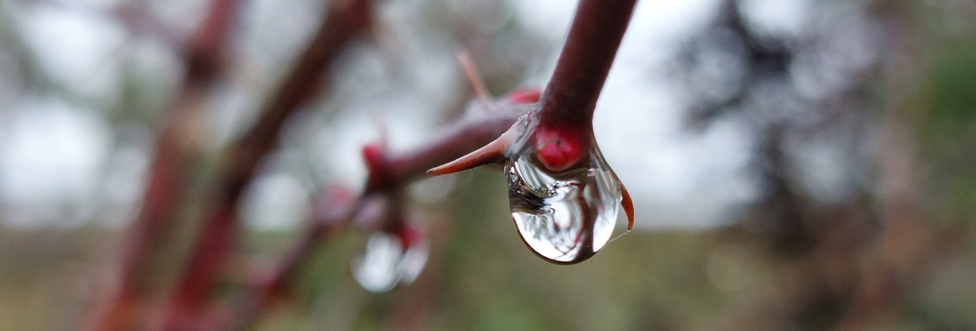 Dornenzweig mit Wassertropfen