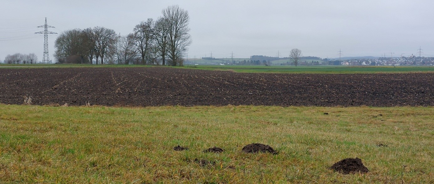 Felder mit Maulwurfshügel
