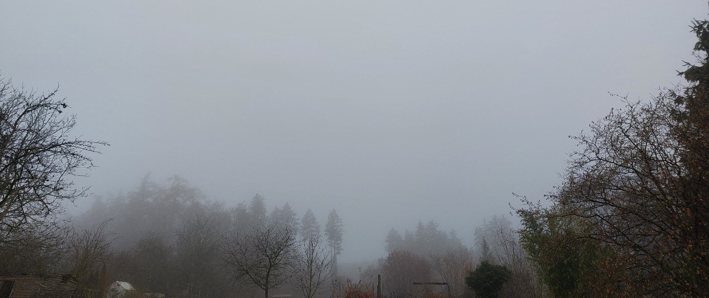 Garten im Nebel