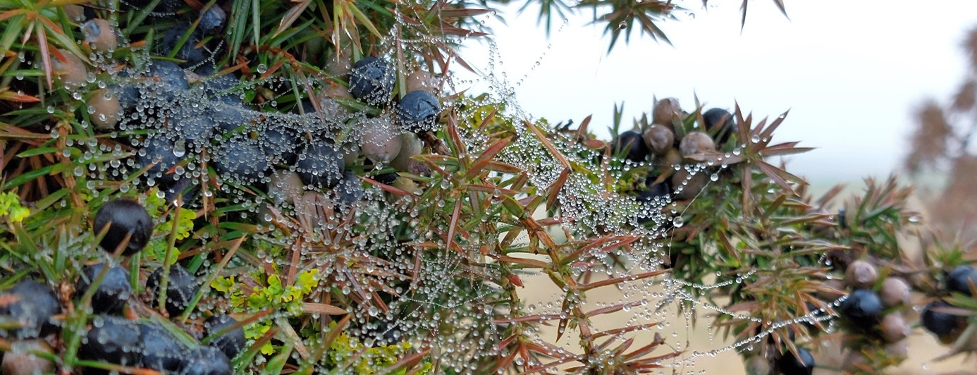 Kanarische Kiefer mit Wasserperlen und Beeren