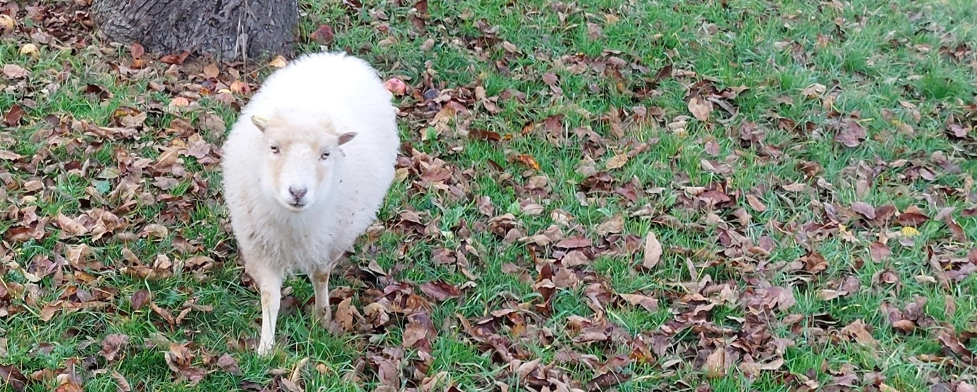 Lamm auf der Wiese mit Laub