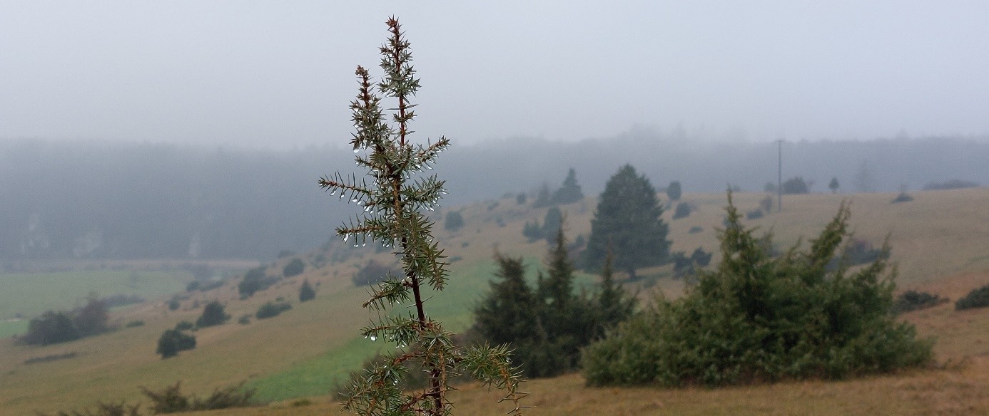 Wacholderweide Nebel Feld