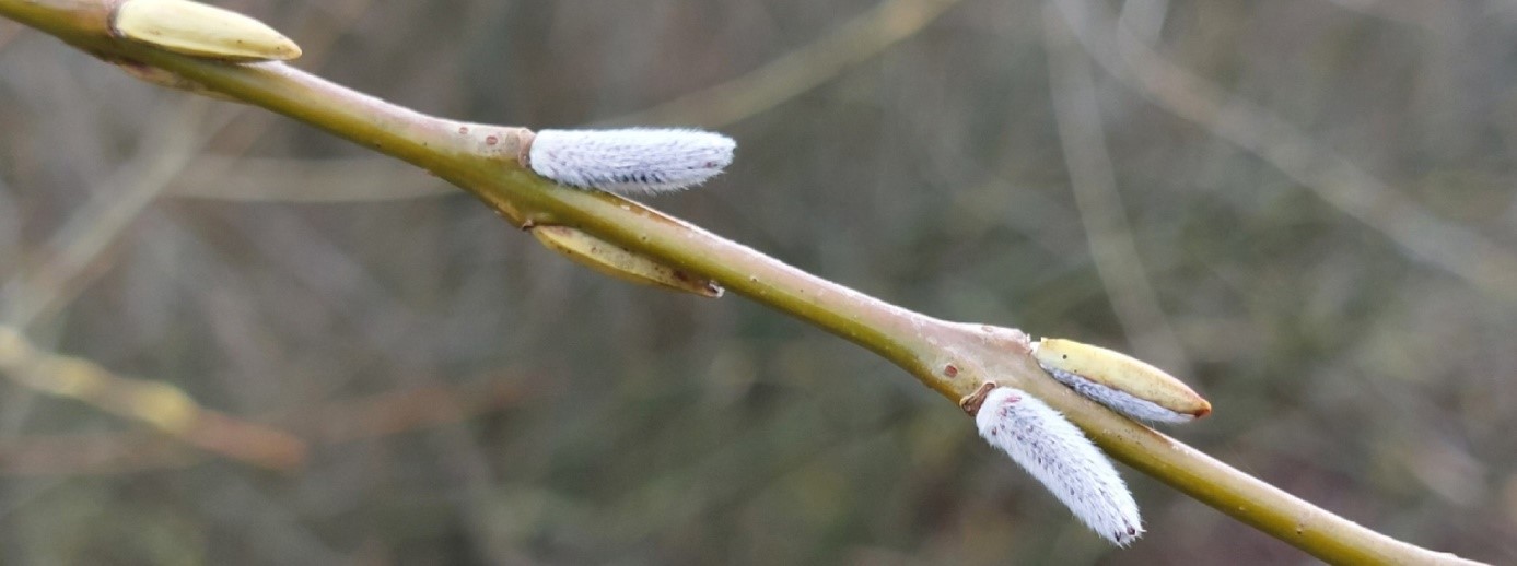Weidenkätzchen