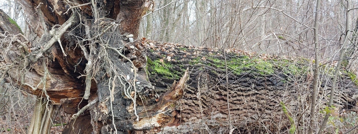 gestürzter Baum mit Moos