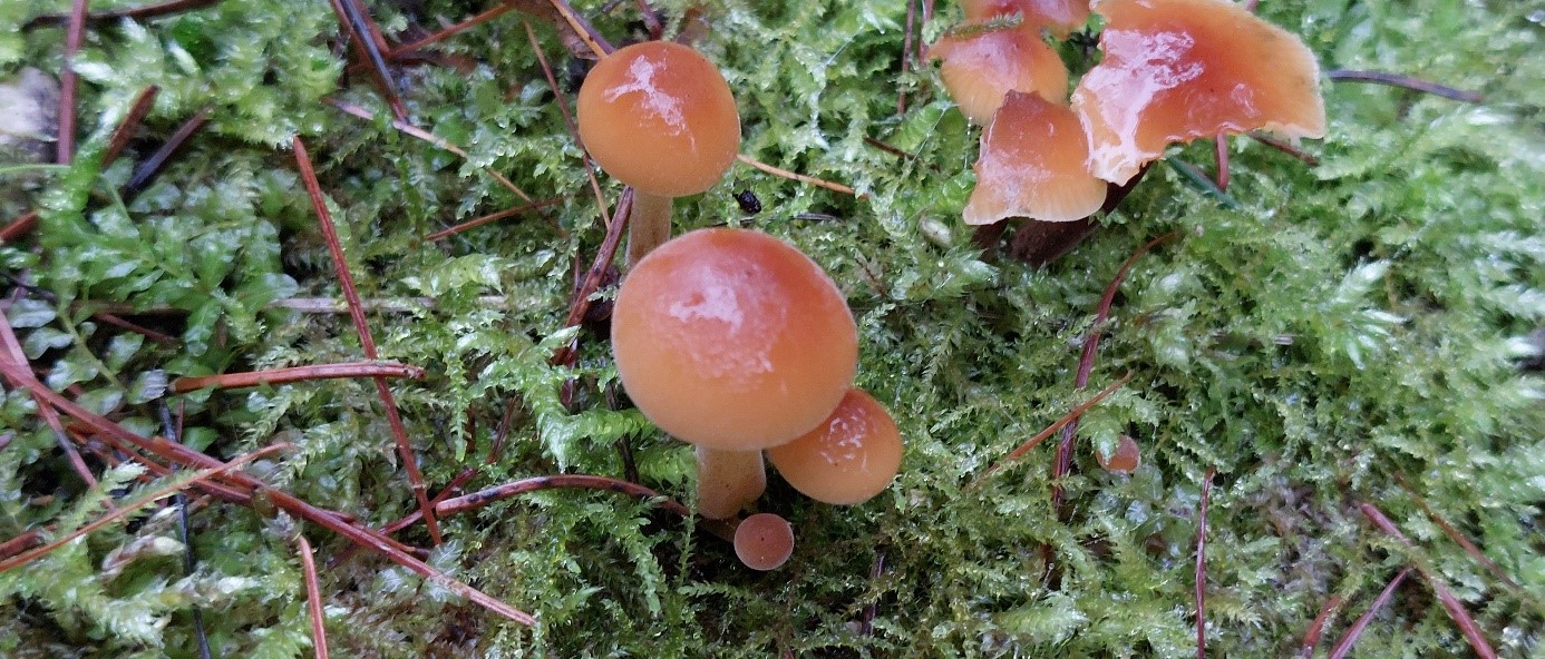 kleine braune Pilze auf Moos