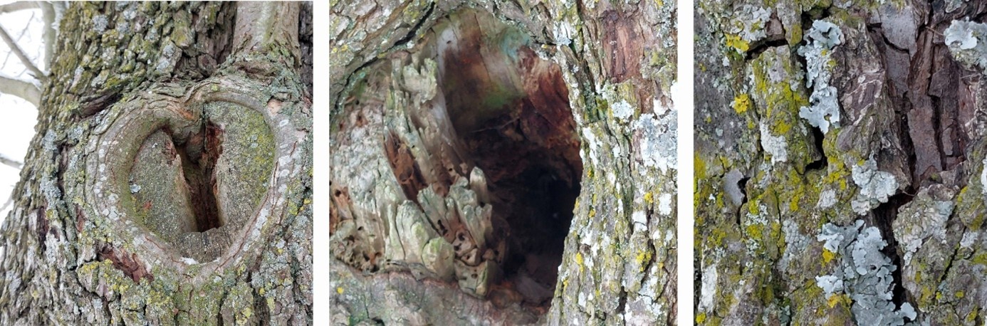 3er Collage Baum Rinde Moos Formen