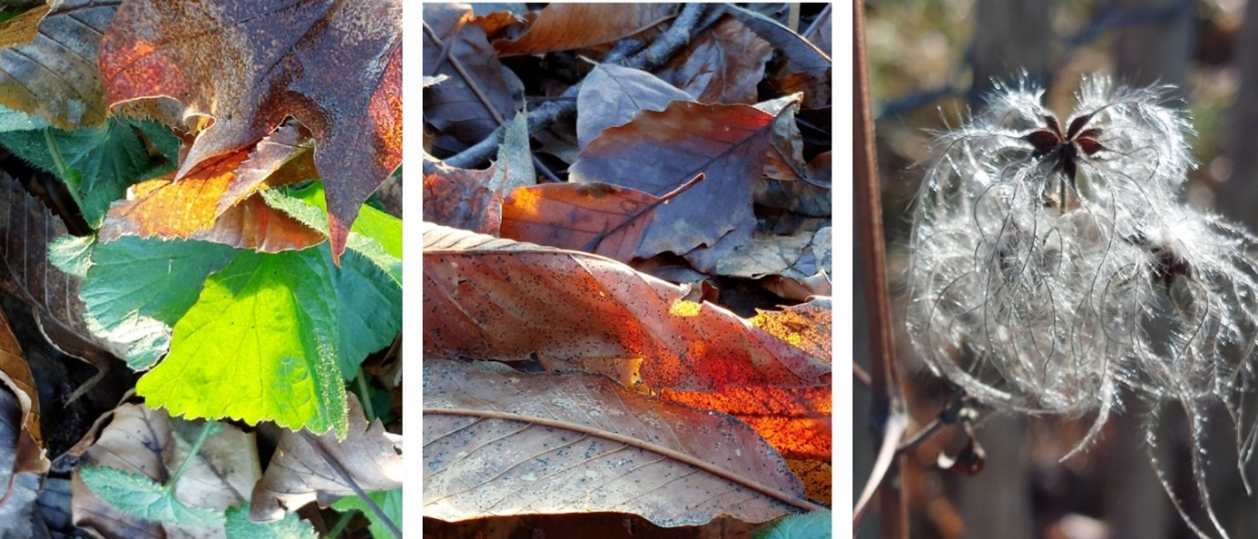 Collage alte Blätter