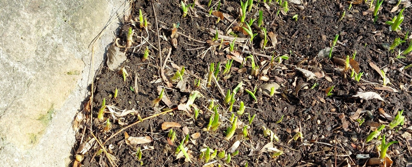 Mauer Erde Kroküsse sprießen