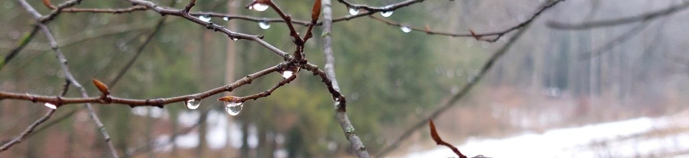 Äste mit glitzernden Wassertropen