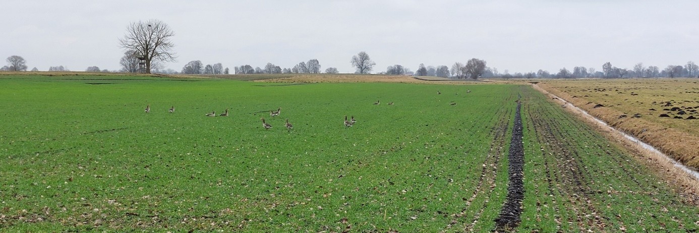 Gänse im Feld